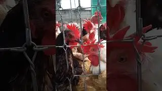 #курица #животные #здоровье #еда #природа #диета #organic #farming #chicken #animals #healthy #food