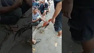 Pasar unggas kliwon bantul. Tempat kulakan para pecinta ayam bangkok 