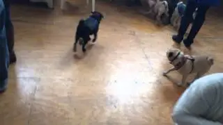Pug Meetup