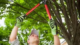 Tree Trimming | Orange County, CA - Jose Martinez Tree Service
