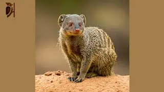 Mongoose- The Snake-Fighting Mammal