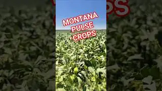 Montana has become the biggest producer of pulse crops in the nation.