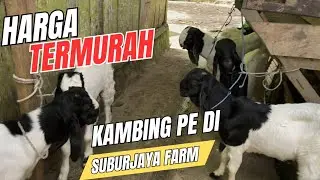 HARGA TERMURAH SAMPAI ALAMAT ‼️ KAMBING PE DI SUBURJAYA FARM