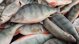 ОКУНИ ДИНОЗАВРЫ ОНИ СУЩЕСТВУЕТ...