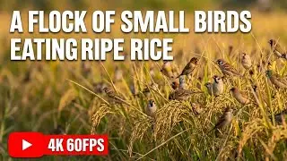 A Flock Of Small Birds Eating Ripe Rice 4k 60fps 