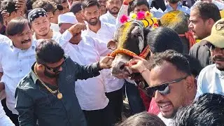 चिपळूण कृषी महोत्सव मधे मथूर चे आगमन फुल पब्लीक 🤩🤙🏻❤️‍🔥#बैलगाडा