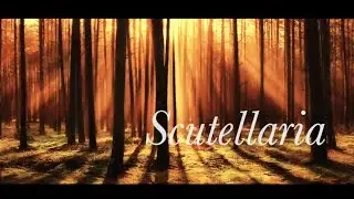 【初音ミク】Scutellaria【オリジナル】