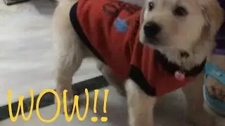 Buddy&rsquo;s first clothes | Cutest Video Ever