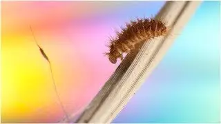 What Are Carpet Beetles, and Can They Hurt You? | Tita TV