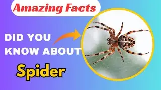 A Documentary Video About Spider 🕷️ And Amazing Facts 