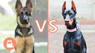 German Shepherd VS. Doberman 🐶⚡ Which is Best for You?