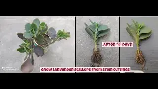 how to grow Lavender Scallops plants from stem cuttings | Kalanchoe fedtschenkoi propagation