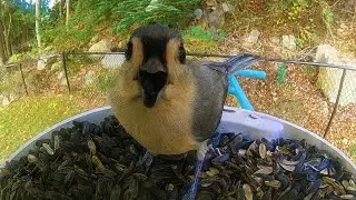Peaceful Birds, Gentle Music | 1 Hour Bird Feeder Relaxation Video