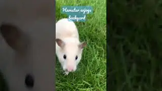 Adorable hamster enjoying backyard 😊🥰❤️ #cute #hamster #backyard
