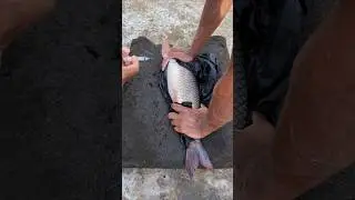Amazing Big Pangas Fish Breeding System #reels #viral #caviar #aquaculture #fishing