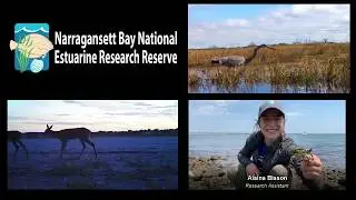 Salt Marsh Wildlife