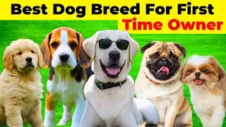 Best Dog Breeds For First Time Dog Owner 🐶