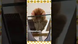 Funny Animals 😂 #viral #trending #funny #fails