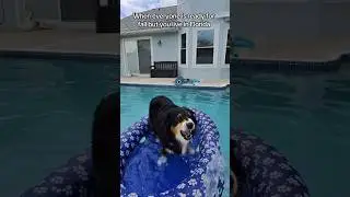 Gotta enjoy the Florida life! #dogs #florida #summer #fun