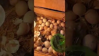 Wooden box hatching chicks - Egg incubator
