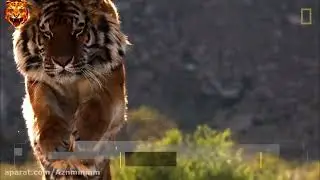 National geographic tiger is symbol of beauty and power 