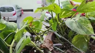 Samsung S22 Ultra video sample