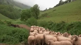 Traditional Shepherd&rsquo;s cheeses of the Pyrenees, Cheese Slices Preview Season 8