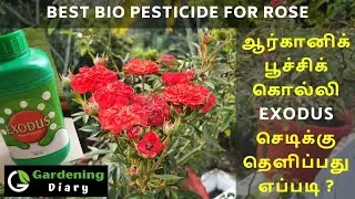 எக்ஸோடஸ் எப்படி உபயோகிப்பது - த்ரிப்ஸ் பிரச்சினை - ரோஸ் இலை சுருட்டல்,  How to use Exodus for thrips