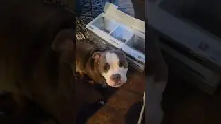 SERIOUSLY! Bathroom Pass? 😂🐾 #Bathroom #FamilyFun #dogshorts #Bully #puppy #dog #relax #funny