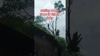 amazing logging skils‼️#chainsawman#woodworking #treecutting#treework #arborist #safetyfirst#shorts