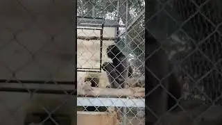 Al Taraf Model Zoo in Al Ahsa, Saudi Arabia | Tamil | Hariharanponnusamy | Travelwithus