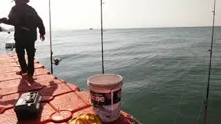 Fishing bait and big fish pattaya bech