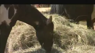 Idea Farm Video 3: The Beauty