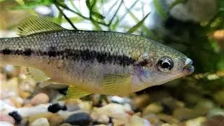 Fry Tanks: Ilyodon whitei, the Balsas Splitfin Having Babies! Rare Livebearering Fish! #goodeid