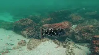 Haciendo snorkel en la isla Vanados Mazatlán