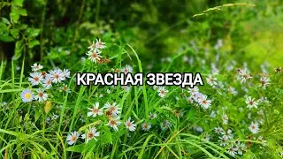 Рыбалка не удалась, за то грибалка на ура и опять в Южном Всеволожск Ленинградская область