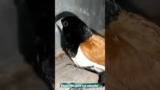 Chestnut Munia, the Beauty of nature