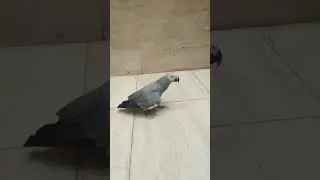 #talkingparot #cutebird #birds #lifeisbutadream #cuteparrot #cute #parrot #cockatoo #whow