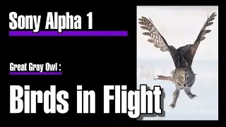 Sony A1 Great Gray Owl Flight Sequence