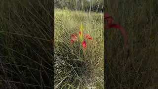 Catesby's Lily  Pine Lily Lilium catesbaei  #lily #wildflowers #native plants