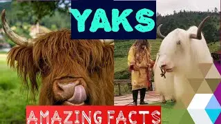 Mind-Blowing Yak Facts | Animal Lovers Watch Now!