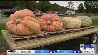 Nationwide giant pumpkin growers prepare for big weigh-off at Parks Garden Center in Canfield