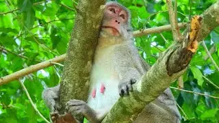 Jane's situation after Janet monkey ( RIP ) , cambodia monkey , jane monkey family