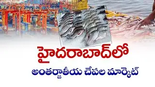 International Fish Market in Hyderabad! | హైదరాబాద్&zwnj;లో అంతర్జాతీయ చేపల మార్కెట్!