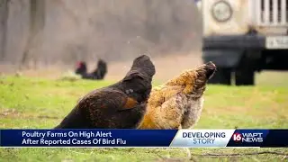 Bird Flu alert