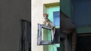 ♥️кот-Босс♥️