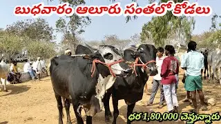 బుధవారం ఆలూరు ఎద్దుల సంతలో కోడలు ఏ విధంగా ఉన్నాయో చూడండి ఫ్రెండ్స్ ప్లీజ్ సబ్స్క్రయిబ్ లైక్