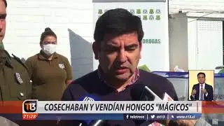 Cosechaban y vend&iacute;an hongos 