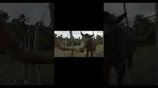 Cute Animals horses - Relaxing Music Deep Sleep #horse #shorts