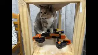 Connie on my husband's new shelf #calicocats #curiouscats #catsofaustralia #cats